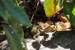 imagen de VIVE PUERTO VALLARTA_3