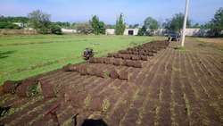 imagen de Venta de pasto en rollo natural Jonacatepec_3