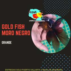 imagen de PEZ ANGEL O ESCALAR_3