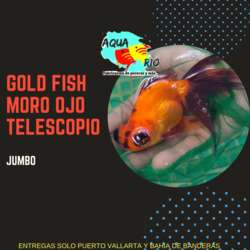 imagen de Goldfish Oranda, Sello rojo, Moro, Cometa, Angel_3