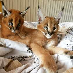 imagen de Available kittens savannah caracal ocelot serval _3
