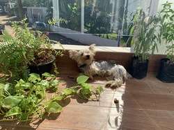 imagen de $20 MIL PESOS RECOMPENSA $_3