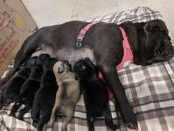 imagen de Pug cachorra negra_3