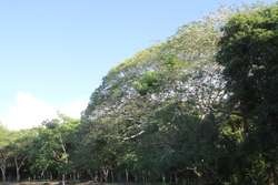 imagen de Terrenos campestres en venta _3