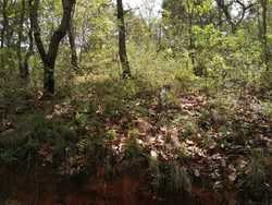 imagen de 4 hectareas 400,000 pesos oportunidad_3