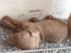 imagen de Perritos pitbull_3