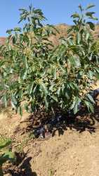 imagen de HUERTA  AGUACATERA Y  LIMONERA EN PRODUCCION    _3