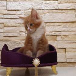imagen de Buy ragdoll kittens _3