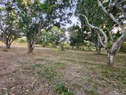 imagen de BONITO TERRENO PLANO DE 8,034 M2. EN BUCERIAS, NAY_3