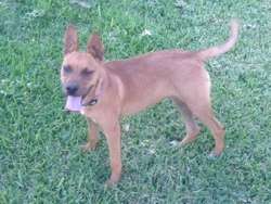 imagen de Hermosa Perrita en adopcion gratis _4