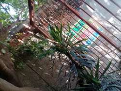 imagen de Casa con terreno en bosque del centinela Zapopan J_4