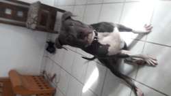 imagen de Perro extraviado_4