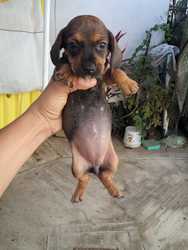 imagen de Perritos Salchicha_4