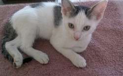 imagen de Free kittens_4