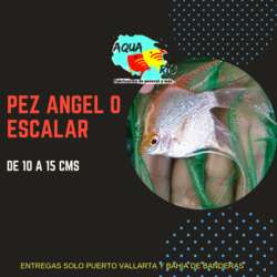 imagen de Goldfish Oranda, Sello rojo, Moro, Cometa, Angel_4
