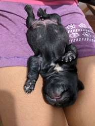 imagen de Pug cachorra negra_4