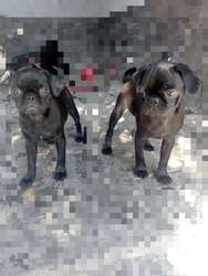 imagen de Pug negro_4