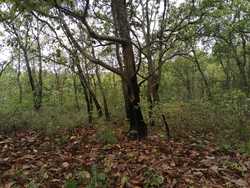 imagen de 4 hectareas 400,000 pesos oportunidad_4