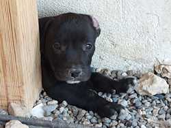 imagen de Perritos pitbull_4