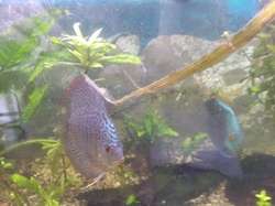 imagen de Vendo acuario completo con peces_4