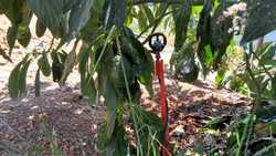 imagen de HUERTA  AGUACATERA Y  LIMONERA EN PRODUCCION    _4