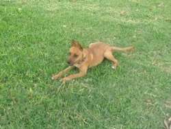 imagen de Hermosa Perrita en adopcion gratis _5
