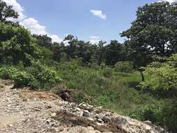 imagen de Terrenos Frente Al Bosque Del Nixticuil_5