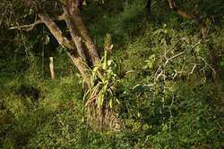 imagen de Terreno en venta, a 4 minutos del Jardin Botanico - Boca de Tomatlan_5