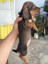 imagen de Perritos Salchicha_5
