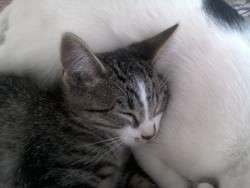 imagen de Free kittens_5