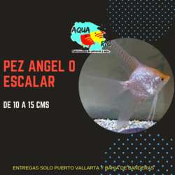 imagen de Goldfish Oranda, Sello rojo, Moro, Cometa, Angel_5