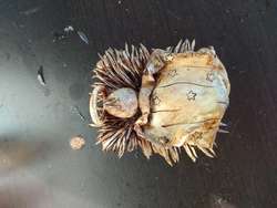 imagen de Nacimientos _5