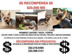 imagen de $20 MIL PESOS RECOMPENSA $_5