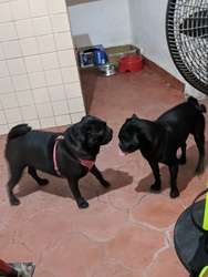 imagen de Pug cachorra negra_5