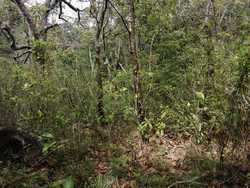 imagen de 4 hectareas 400,000 pesos oportunidad_5