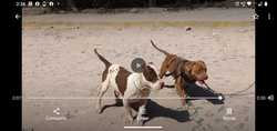 imagen de Perritos pitbull_5