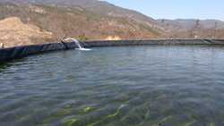 imagen de HUERTA  AGUACATERA Y  LIMONERA EN PRODUCCION    _5