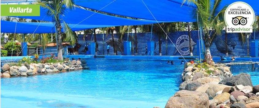 Portada de Dolphin Discovery