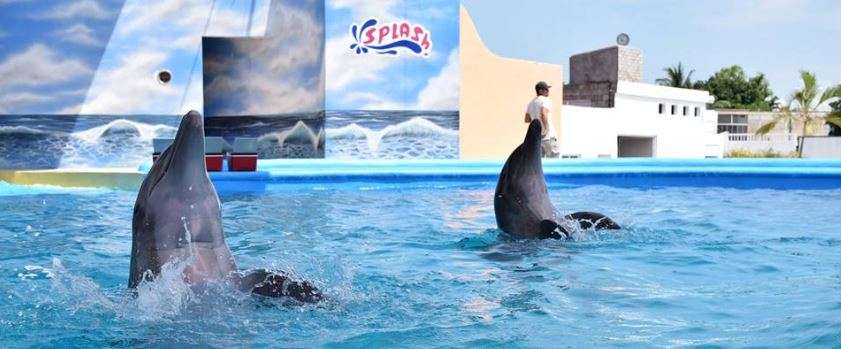 Portada de Delfiniti 