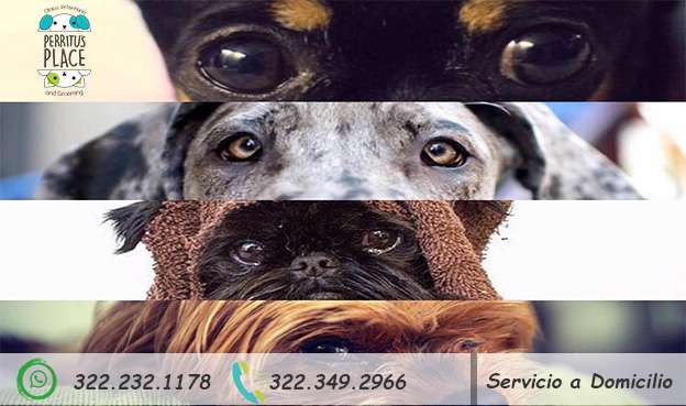 Portada de Veterinario Perritus Place