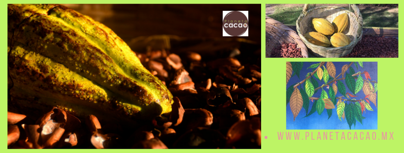 Portada de Planeta Cacao