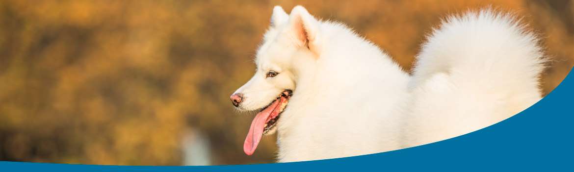 Portada de Wawao Vallarta 