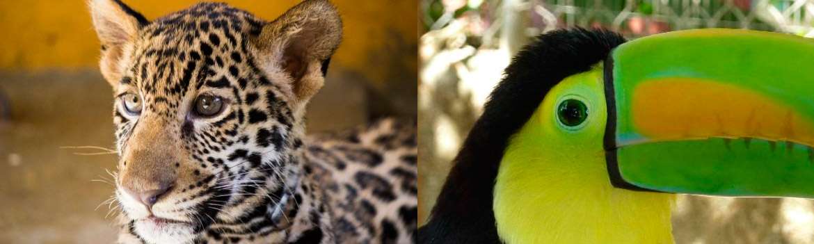 Portada de Zoológico de Vallarta