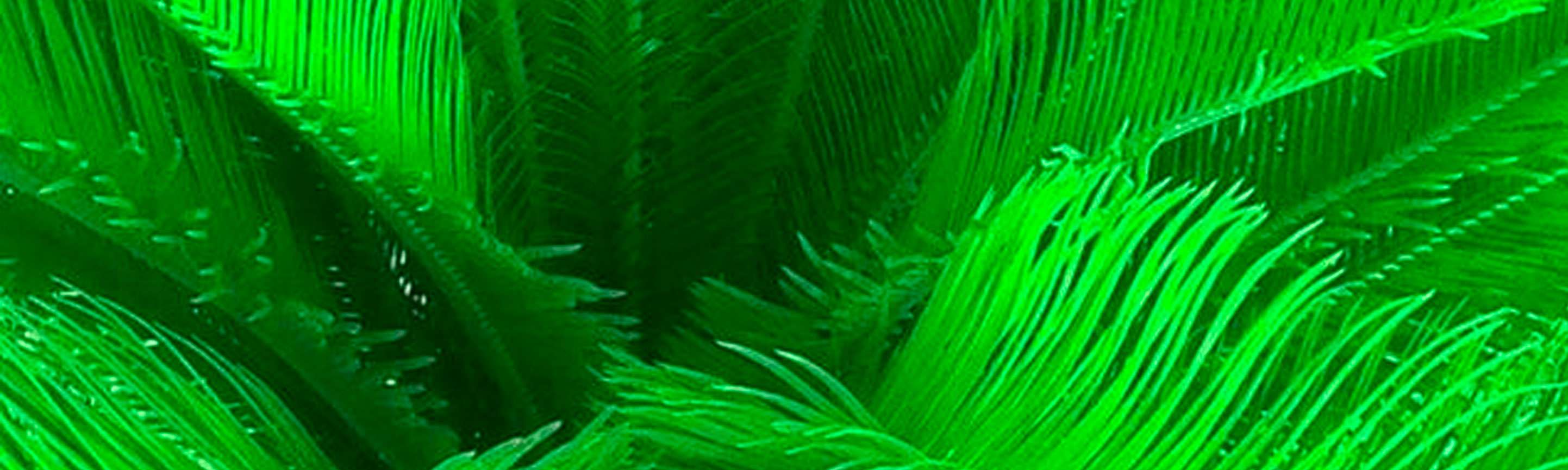 Portada de VerdeAdentro