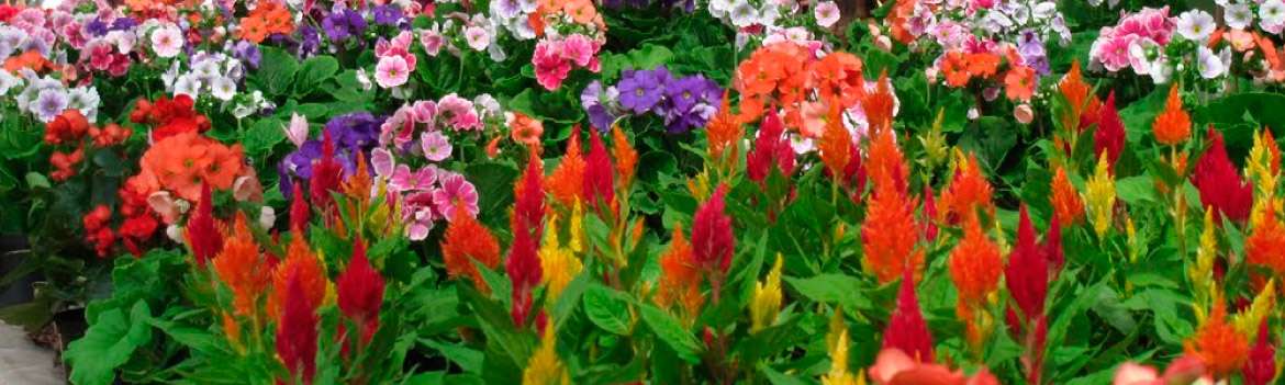 Portada de Viveros la Primavera