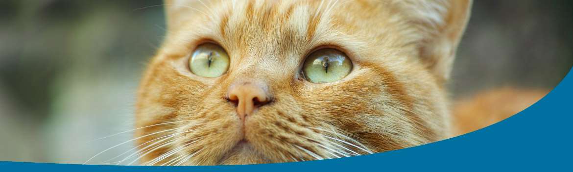 Portada de Centro Médico Perros y Gatos