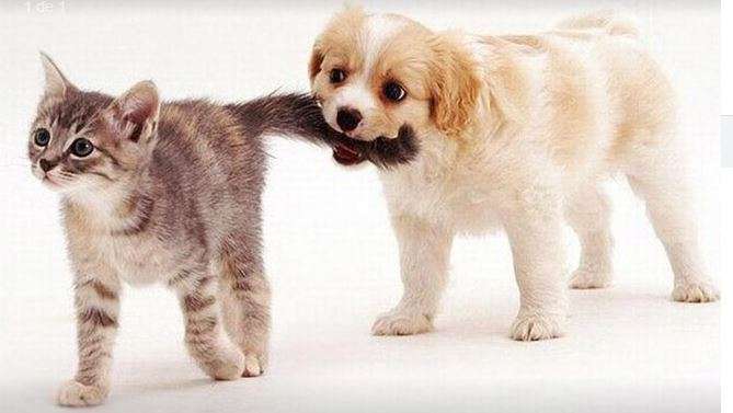 Portada de Veterinaria del Sol